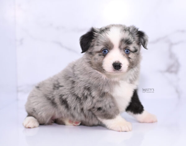 Mini / Toy Australian Shepherd Puppy Sassa