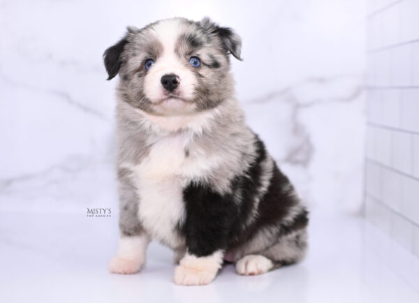 Mini / Toy Australian Shepherd Puppy Sassa