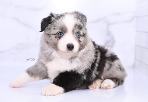 Mini / Toy Australian Shepherd Puppy Sassa