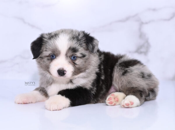 Mini / Toy Australian Shepherd Puppy Sassa