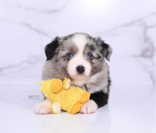 Mini / Toy Australian Shepherd Puppy Sassa