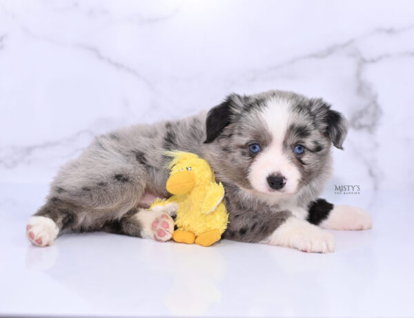 Mini / Toy Australian Shepherd Puppy Sassa