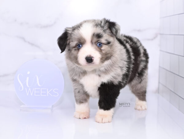 Mini / Toy Australian Shepherd Puppy Sassa