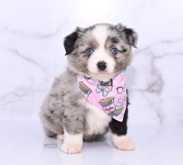 Mini / Toy Australian Shepherd Puppy Sassa