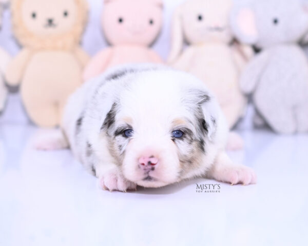 Mini / Toy Australian Shepherd Puppy Solar