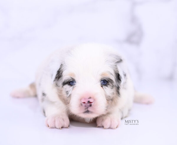 Mini / Toy Australian Shepherd Puppy Solar