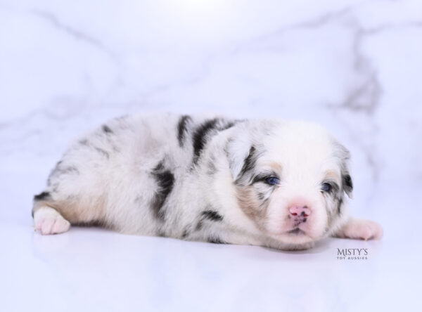 Mini / Toy Australian Shepherd Puppy Solar