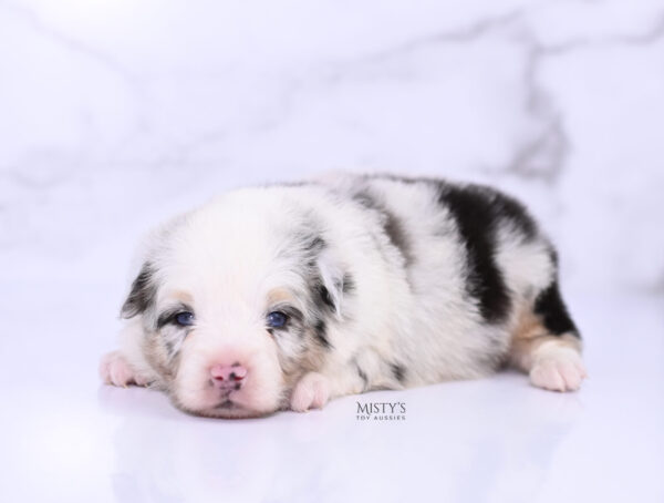 Mini / Toy Australian Shepherd Puppy Solar