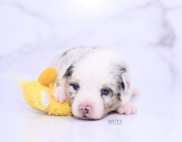 Mini / Toy Australian Shepherd Puppy Solar