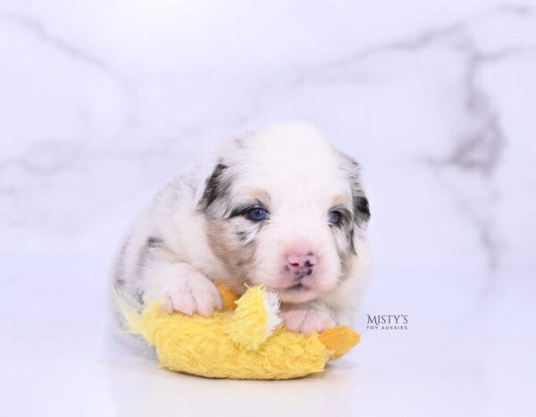 Mini / Toy Australian Shepherd Puppy Solar