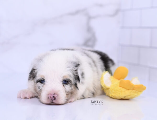 Mini / Toy Australian Shepherd Puppy Solar