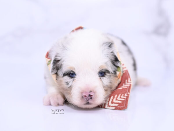 Mini / Toy Australian Shepherd Puppy Solar