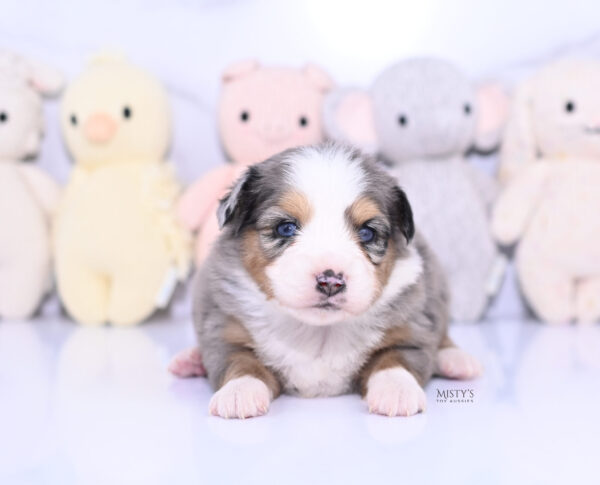 Mini / Toy Australian Shepherd Puppy Surf