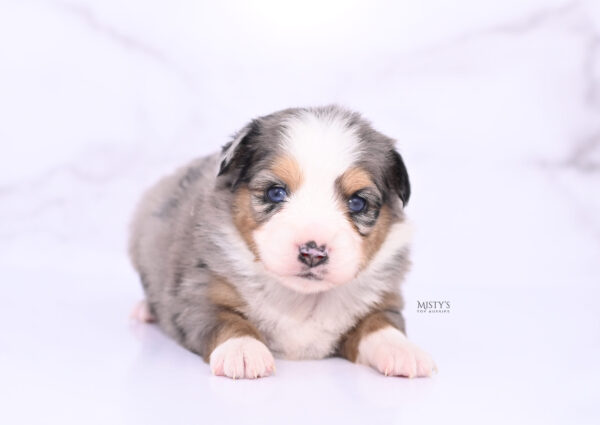 Mini / Toy Australian Shepherd Puppy Surf