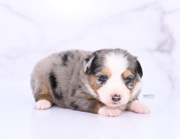 Mini / Toy Australian Shepherd Puppy Surf