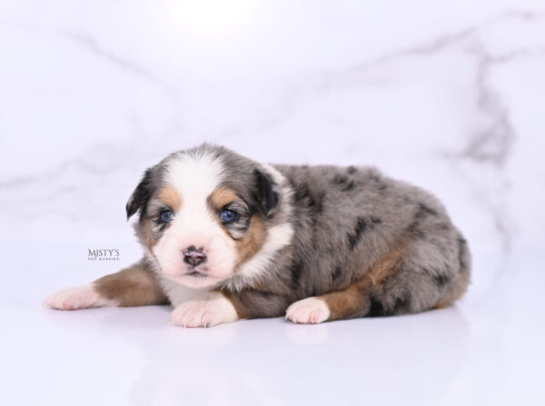 Mini / Toy Australian Shepherd Puppy Surf