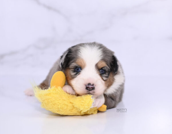 Mini / Toy Australian Shepherd Puppy Surf