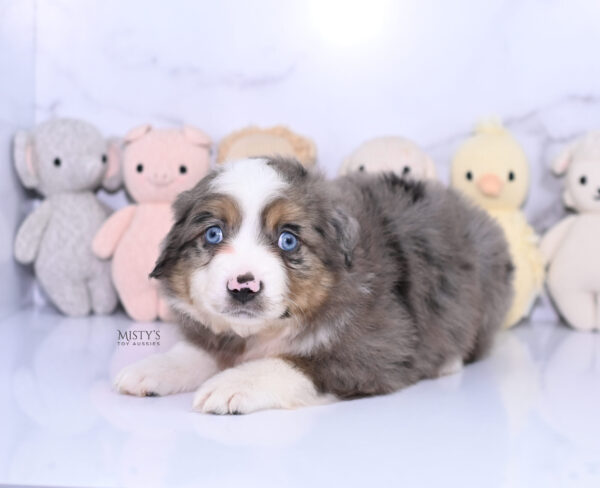 Mini / Toy Australian Shepherd Puppy Alfie