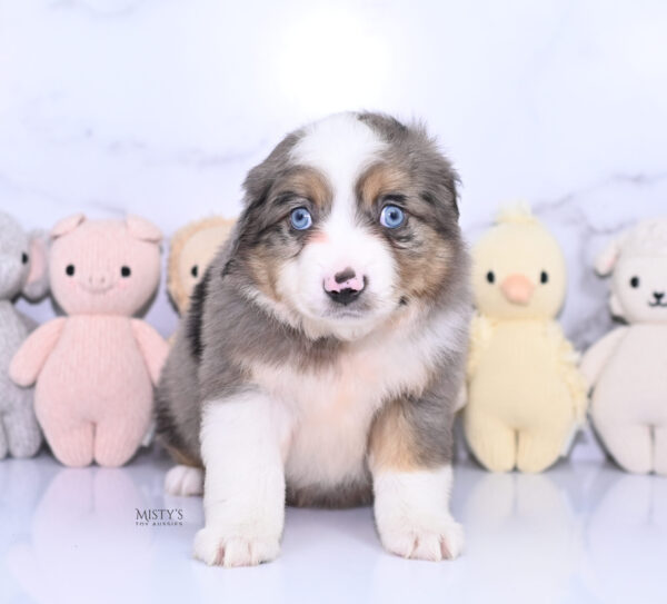 Mini / Toy Australian Shepherd Puppy Alfie