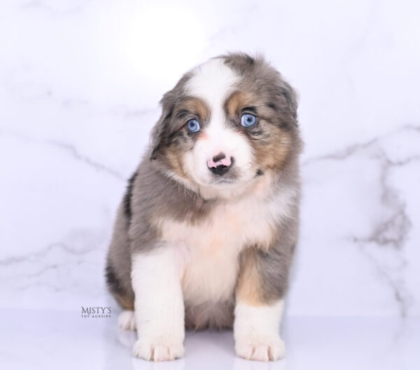 Mini / Toy Australian Shepherd Puppy Alfie