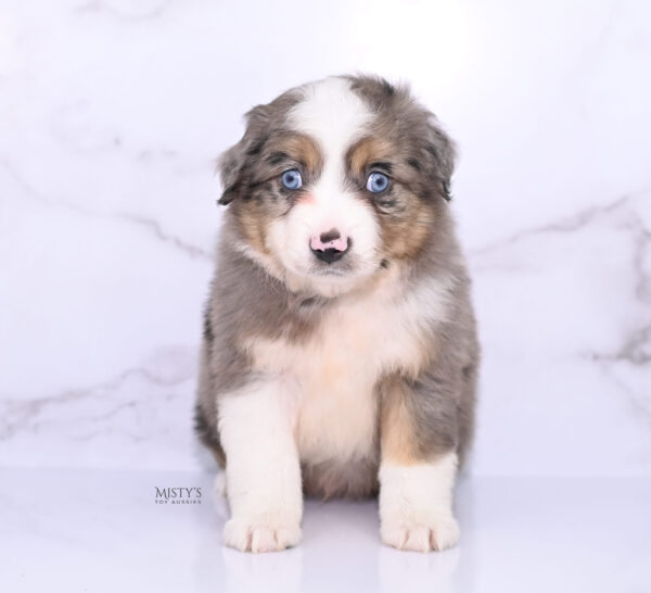 Mini / Toy Australian Shepherd Puppy Alfie