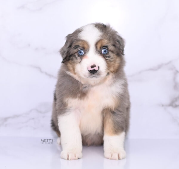 Mini / Toy Australian Shepherd Puppy Alfie