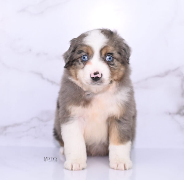 Mini / Toy Australian Shepherd Puppy Alfie