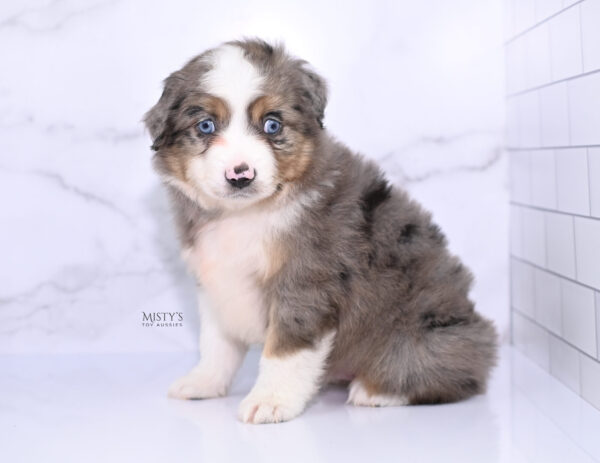 Mini / Toy Australian Shepherd Puppy Alfie