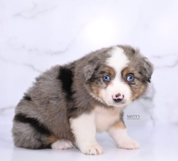 Mini / Toy Australian Shepherd Puppy Alfie