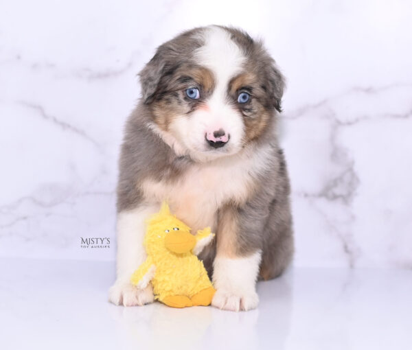 Mini / Toy Australian Shepherd Puppy Alfie