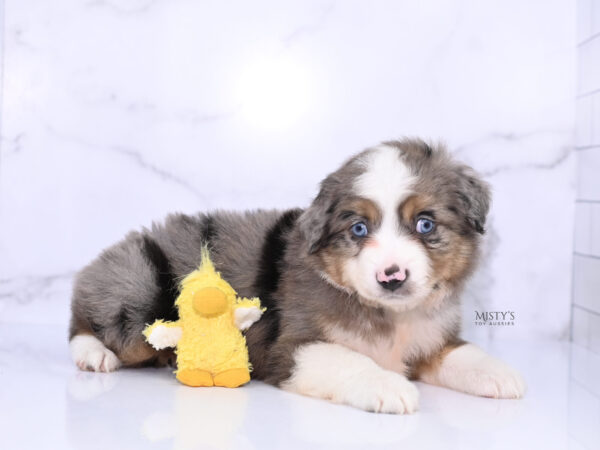 Mini / Toy Australian Shepherd Puppy Alfie