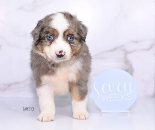 Mini / Toy Australian Shepherd Puppy Alfie