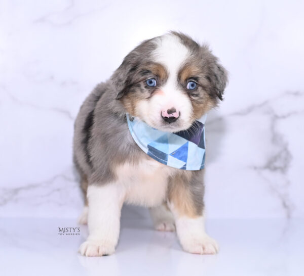 Mini / Toy Australian Shepherd Puppy Alfie