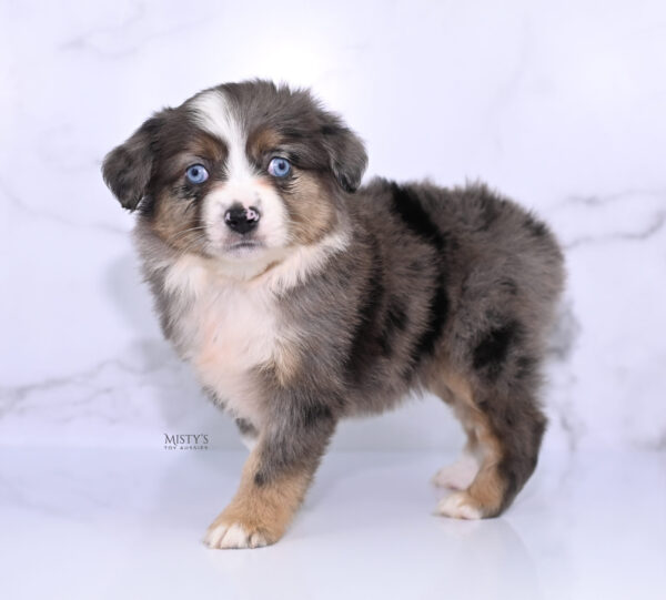 Mini / Toy Australian Shepherd Puppy Astra