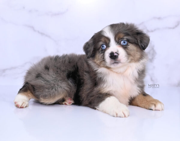 Mini / Toy Australian Shepherd Puppy Astra