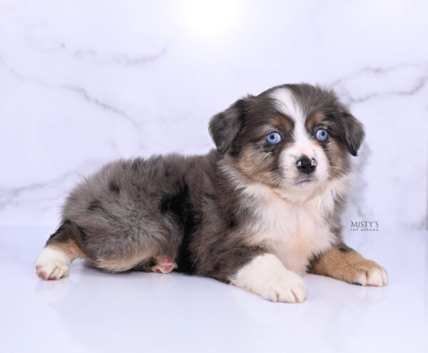 Mini / Toy Australian Shepherd Puppy Astra