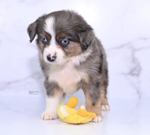 Mini / Toy Australian Shepherd Puppy Astra