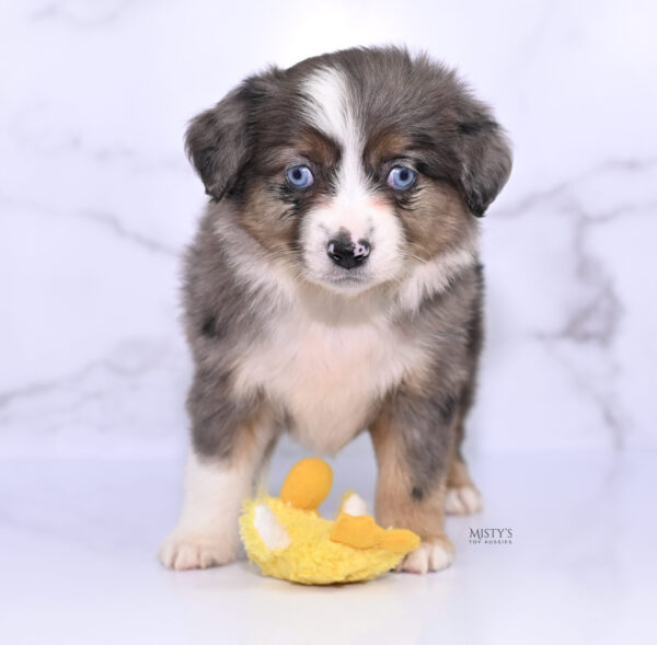 Mini / Toy Australian Shepherd Puppy Astra