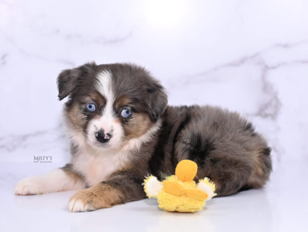 Mini / Toy Australian Shepherd Puppy Astra