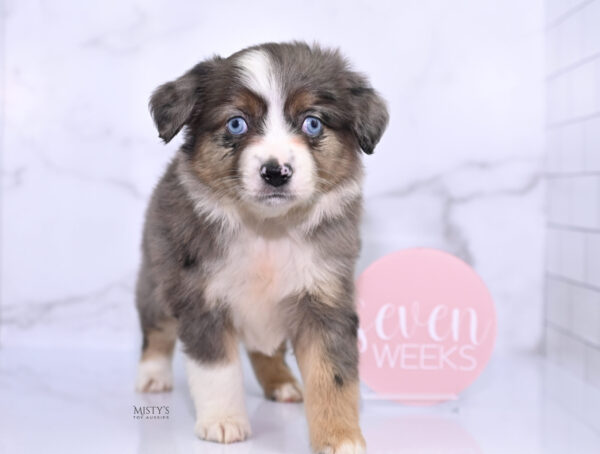 Mini / Toy Australian Shepherd Puppy Astra