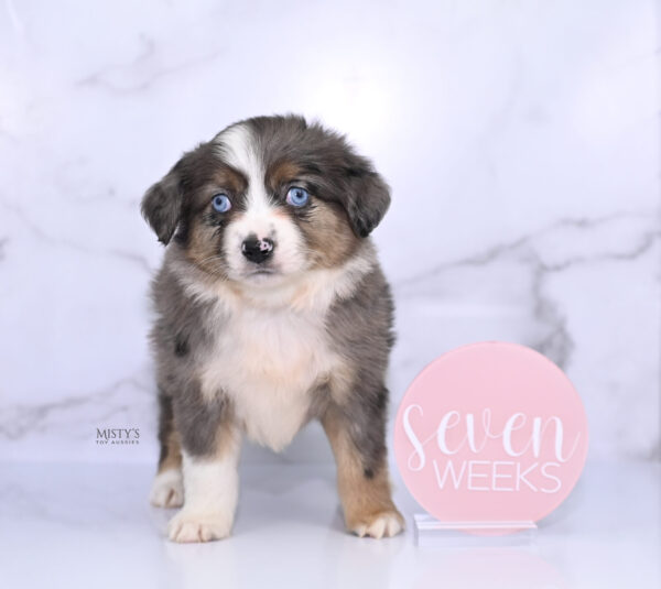 Mini / Toy Australian Shepherd Puppy Astra