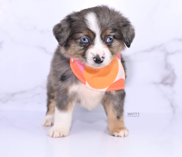 Mini / Toy Australian Shepherd Puppy Astra