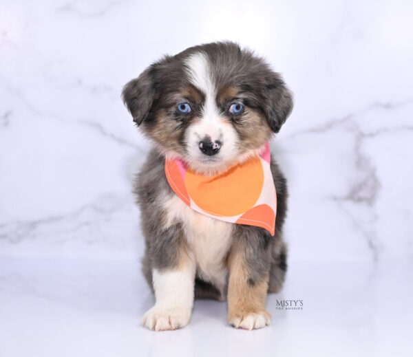 Mini / Toy Australian Shepherd Puppy Astra