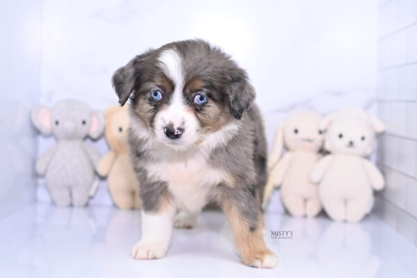 Mini / Toy Australian Shepherd Puppy Astra