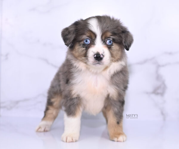 Mini / Toy Australian Shepherd Puppy Astra