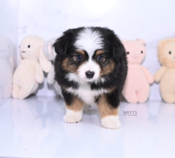 Mini / Toy Australian Shepherd Puppy Bali