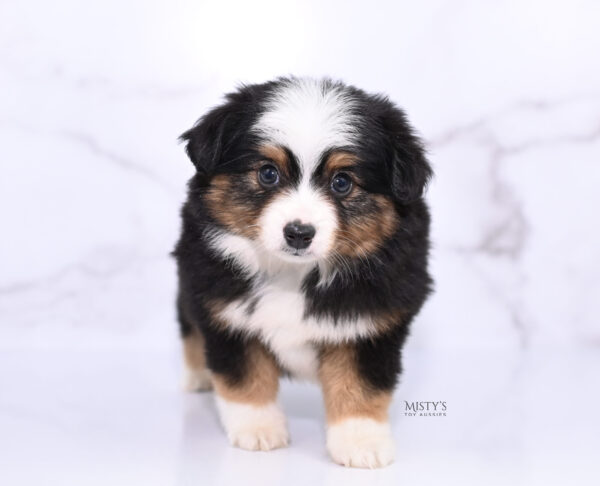 Mini / Toy Australian Shepherd Puppy Bali