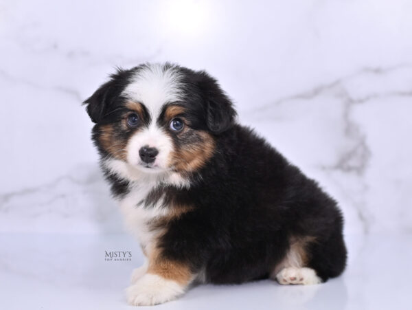 Mini / Toy Australian Shepherd Puppy Bali