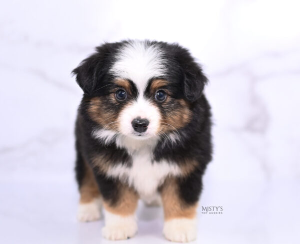 Mini / Toy Australian Shepherd Puppy Bali