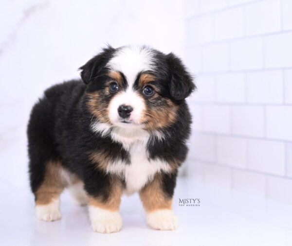 Mini / Toy Australian Shepherd Puppy Bali